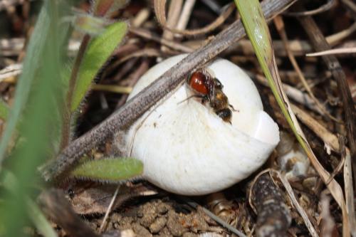 Réf. 251 684 : Osmia andrenoides
